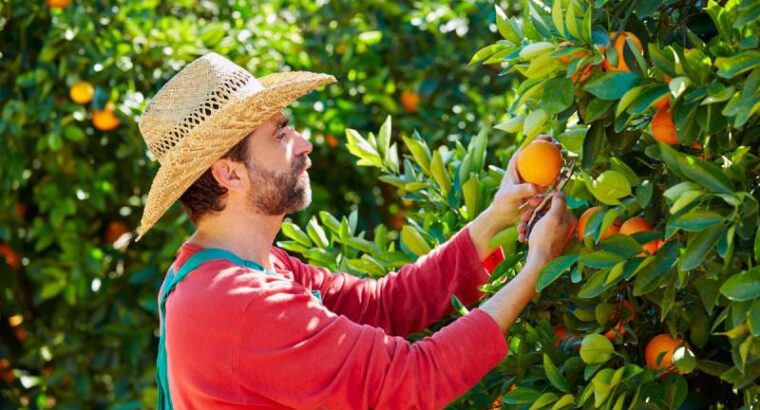 LINTER BERENIA ETT оголошує набір на постійн офіційну роботу (збір цитрусових)