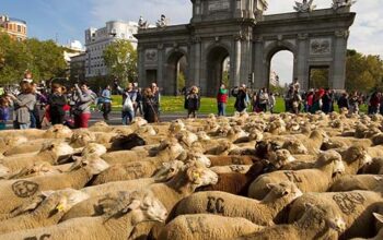 Fiesta Trashumancia Madrid 2023:дата, час та маршрут