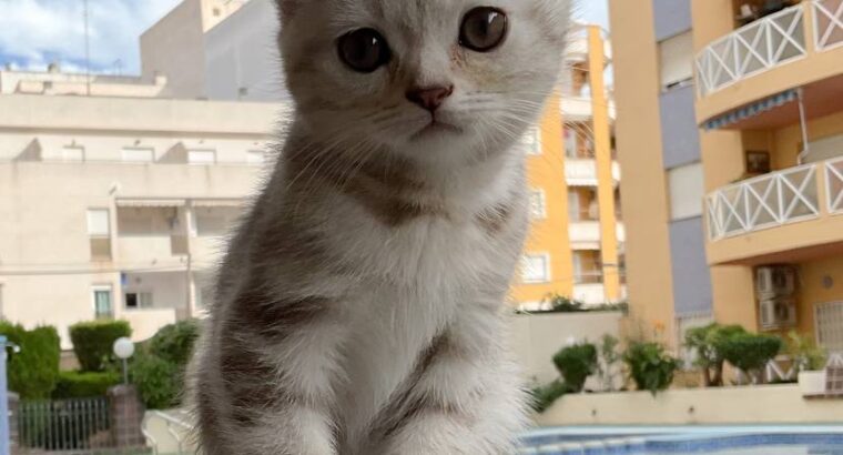 Продается очаровательный котенок породы шотландский вислоухий