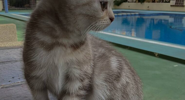 Продается очаровательный котенок породы шотландский вислоухий