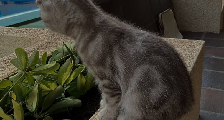 Продается очаровательный котенок породы шотландский вислоухий