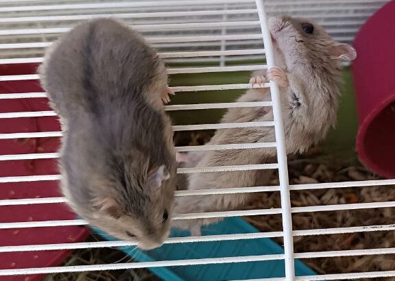 Можливо хтось бажає взяти для своїх діточок хом’ячків джунгариків.Аліканте