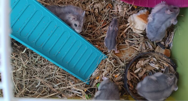 Можливо хтось бажає взяти для своїх діточок хом’ячків джунгариків.Аліканте