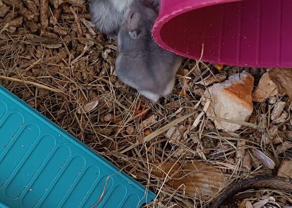 Можливо хтось бажає взяти для своїх діточок хом’ячків джунгариків.Аліканте