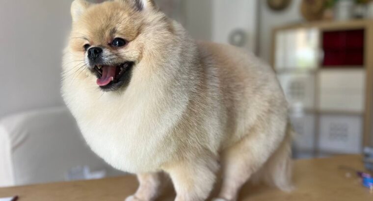 Мене звати Анастасія , я грумер 🐶✂️з великим досвідом