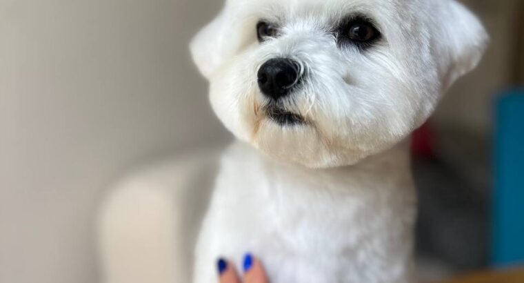 Мене звати Анастасія , я грумер 🐶✂️з великим досвідом