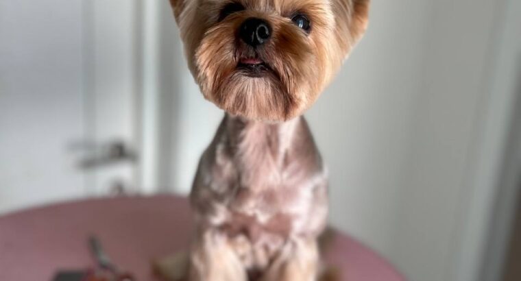 Мене звати Анастасія , я грумер 🐶✂️з великим досвідом