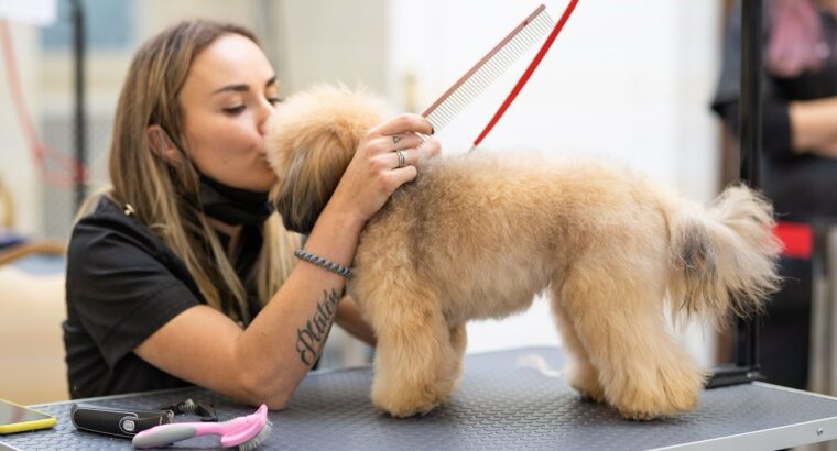 ГРУМЕР АЛІКАНТЕ Привіт друзі! Мене звуть Оля, і я ГРУМЕР