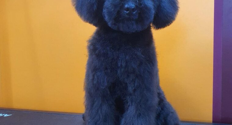 ГРУМЕР АЛІКАНТЕ Привіт друзі! Мене звуть Оля, і я ГРУМЕР