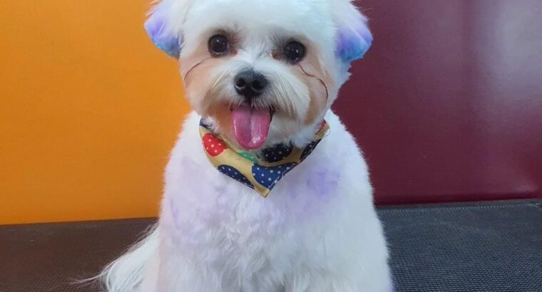 ГРУМЕР АЛІКАНТЕ Привіт друзі! Мене звуть Оля, і я ГРУМЕР