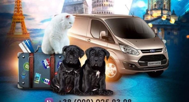 Зоотаксі, домашній переїзд, доставка посилок Україна-Іспанія-Україна!