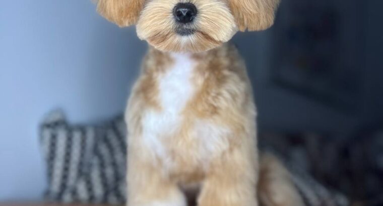 Мене звати Анастасія , я грумер 🐶✂️ з великим досвідом