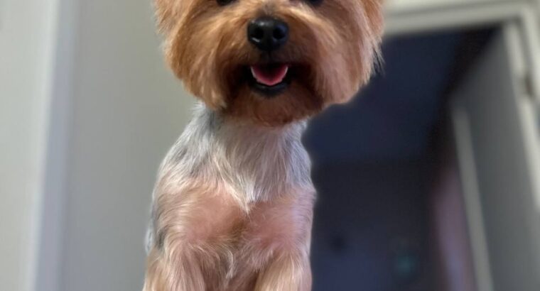 Мене звати Анастасія , я грумер 🐶✂️ з великим досвідом