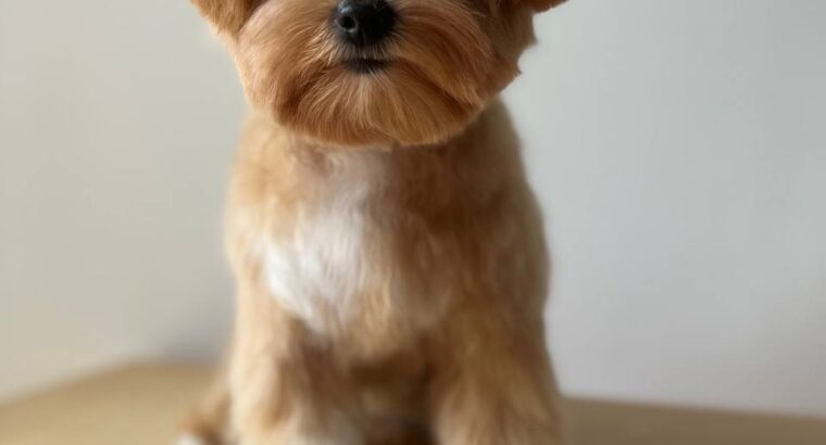 Мене звати Анастасія , я грумер 🐶✂️ з великим досвідом