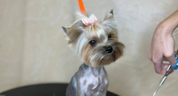 Мене звати Анастасія , я грумер 🐶✂️ з великим досвідом