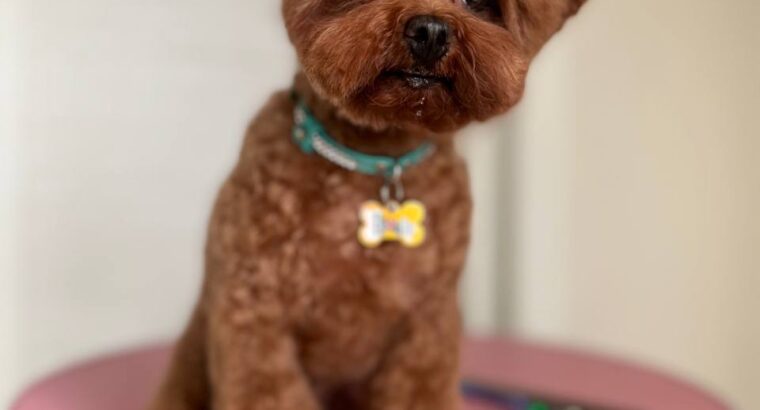 Мене звати Анастасія , я грумер 🐶✂️ з великим досвідом