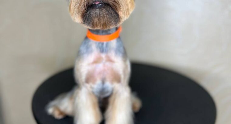 Мене звати Анастасія , я грумер 🐶✂️ з великим досвідом