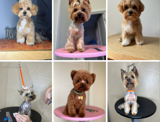 Мене звати Анастасія , я грумер 🐶✂️ з великим досвідом