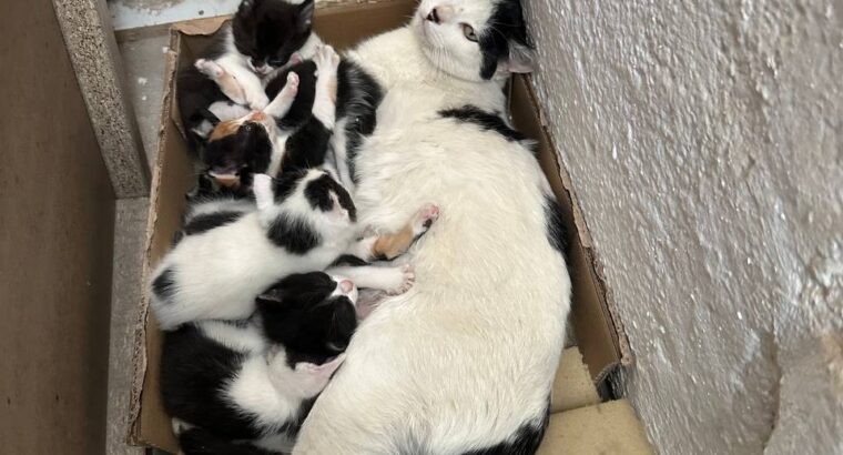 Добрий день, віддам кошенят в добрі руки Мадрид, Мостолес 604 154 645 🙏🏻