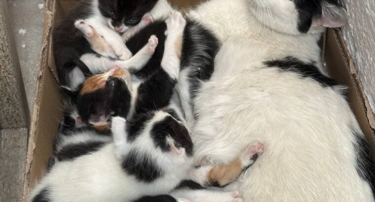 Добрий день, віддам кошенят в добрі руки Мадрид, Мостолес 604 154 645 🙏🏻