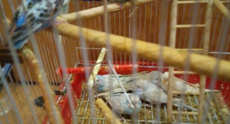 Дорого дня ! Продам хвилястих папуг два місяці. 10е. Мадрид