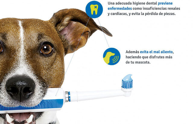 Ветеринарная клиника Docvet, Торревьеха