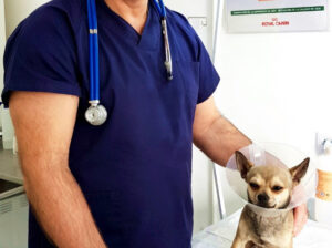 Ветеринарная клиника Docvet, Торревьеха