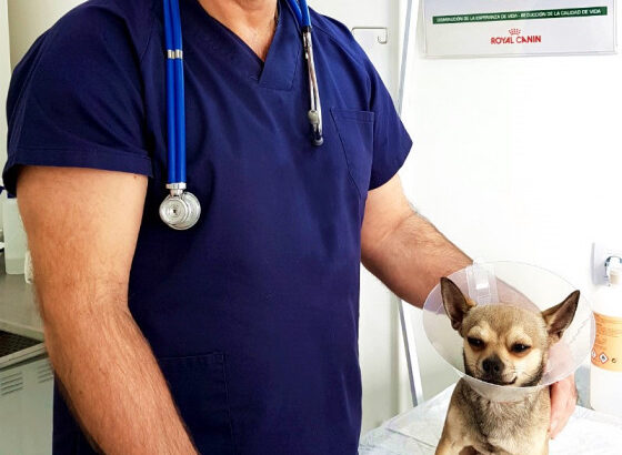 Ветеринарная клиника Docvet, Торревьеха