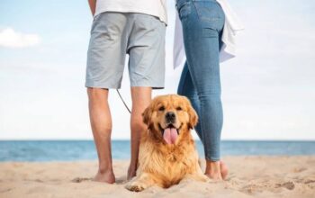 🐾 5 пляжів Іспанії, де можна відпочити разом із собакоюЛіто в розпалі, а твій улюбленець заслуговує на море не менше за тебе! 🌞🌊 Ось добірка пляжів, які pet friendly — бери рушник, пакуй смаколики та гайда на узбережжя 🐶🦴