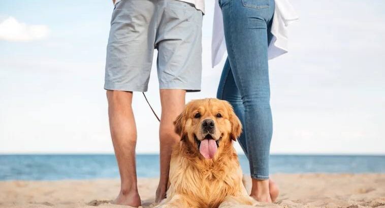 🐾 5 пляжів Іспанії, де можна відпочити разом із собакоюЛіто в розпалі, а твій улюбленець заслуговує на море не менше за тебе! 🌞🌊 Ось добірка пляжів, які pet friendly — бери рушник, пакуй смаколики та гайда на узбережжя 🐶🦴